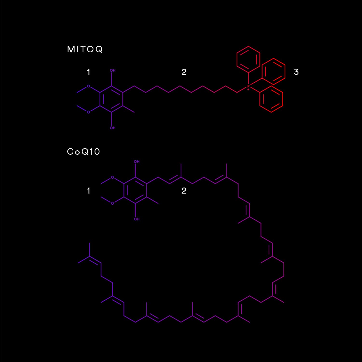 Difference between MitoQ and CoQ10