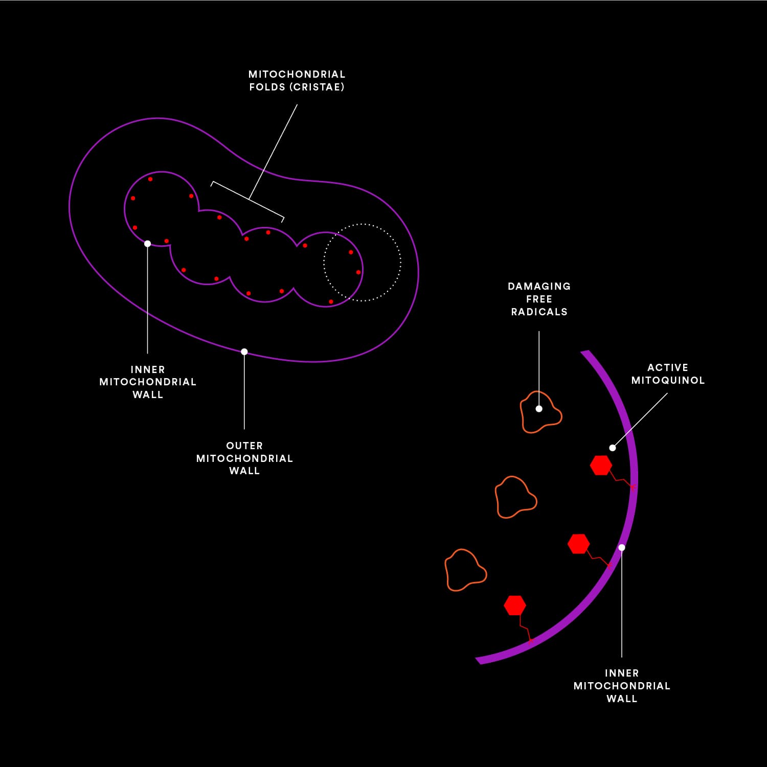 MitoQ being absorbed into the cell